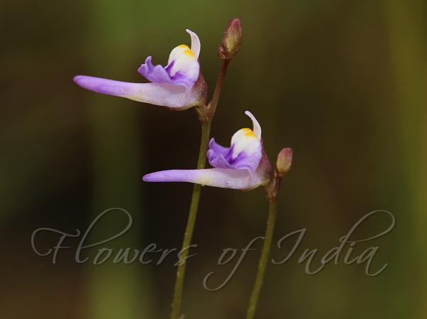 Minute Bladderwort